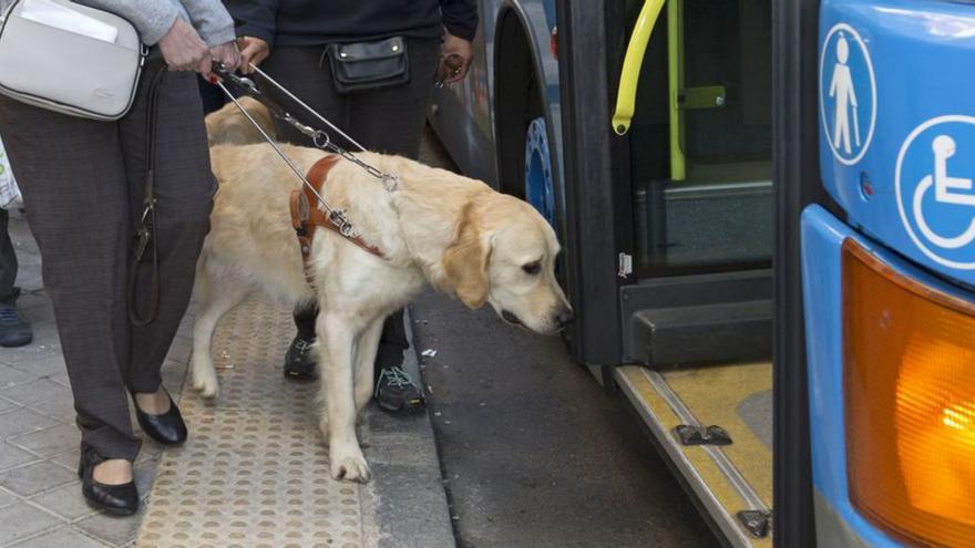 Un perro guía accede a un autobús de transporte público.   | // ONCE