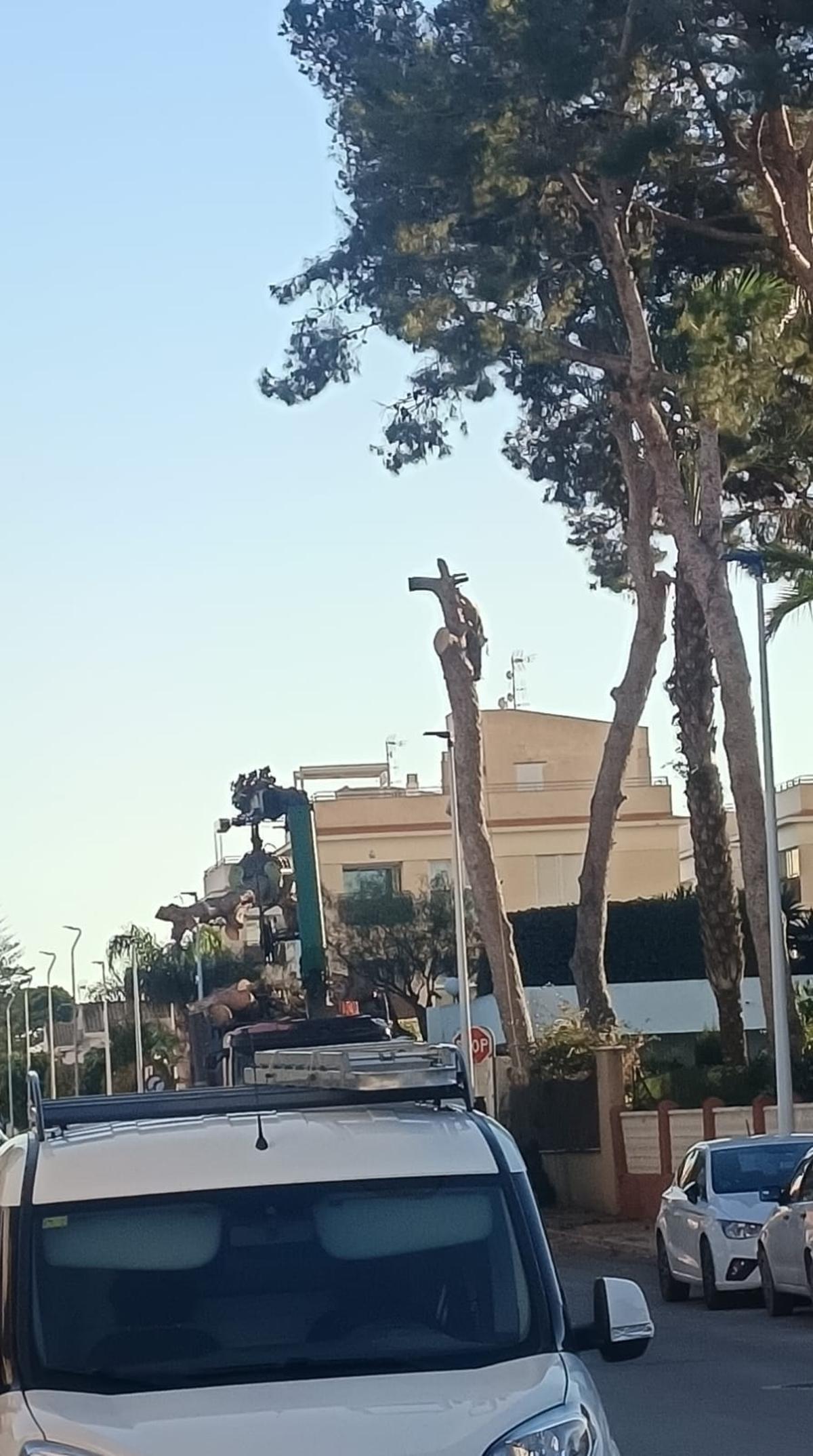 Imagen toda por los vecinos preocupados por la posible tala de pinos centenarios en San Javier.