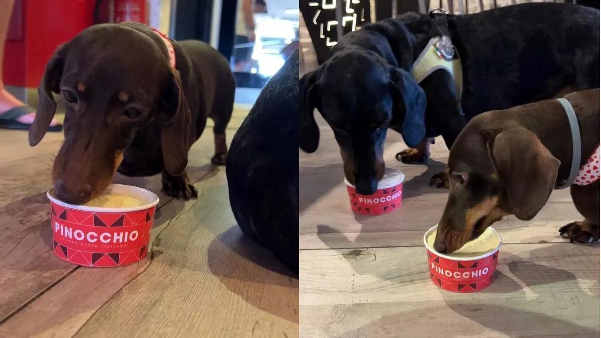 Dos mascotas probando el helado para perros en Benidorm