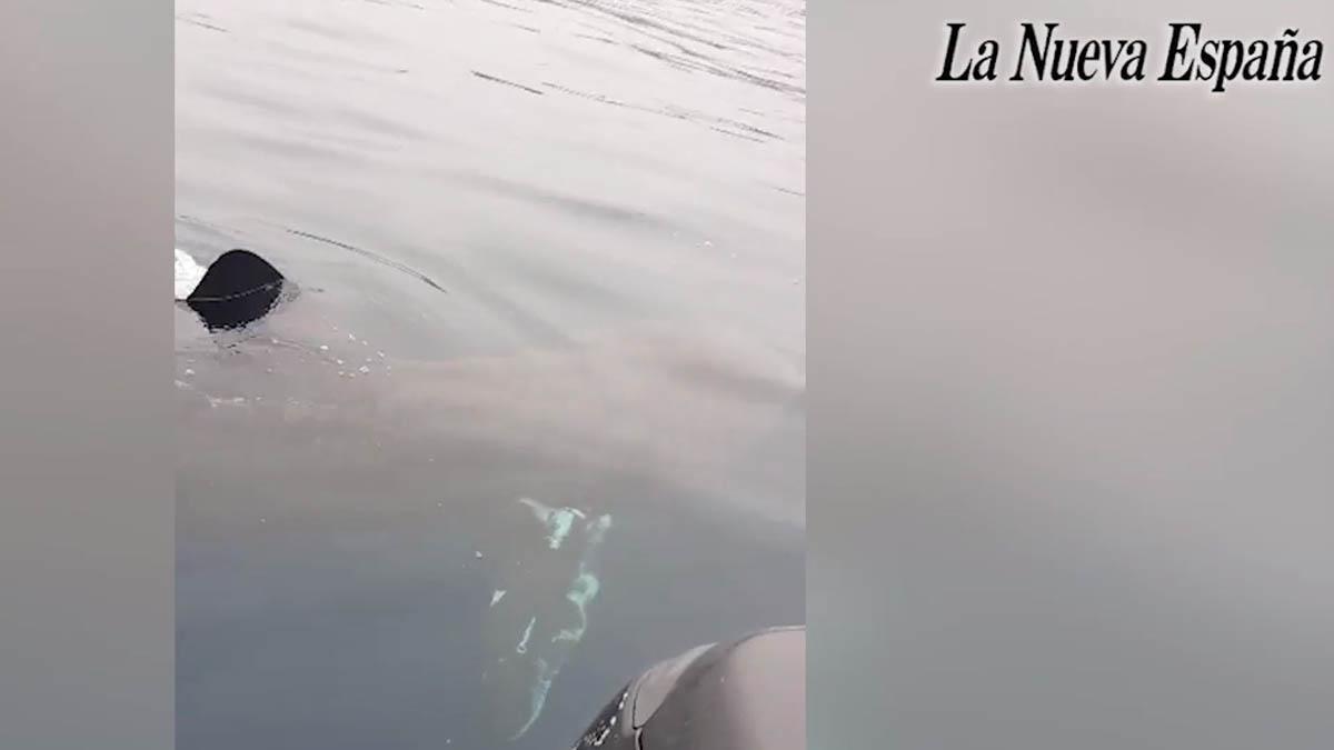 Un tiburón peregrino nadando frente a la costa de Coaña