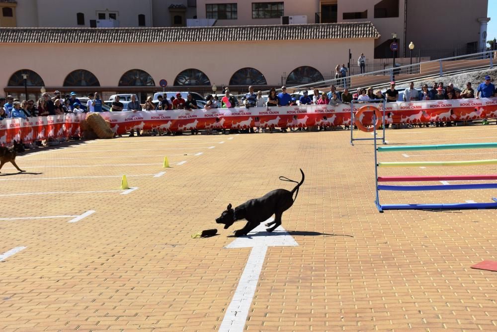 Decenas de personas se reunieron junto al Castillo Sohail para celebrar el Día del perro que se celebra desde hace siete años en Fuengirola.