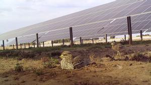 Un estudi avala la compatibilitat dels parcs solars i la biodiversitat