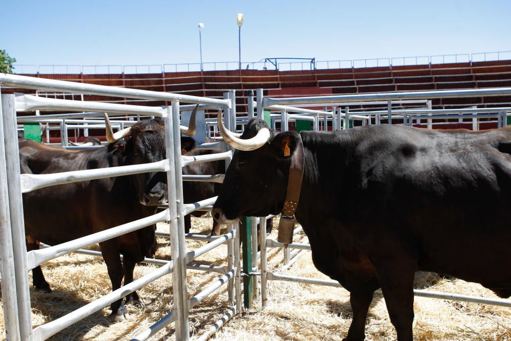 Feria agroalimentaria de Fermoselle