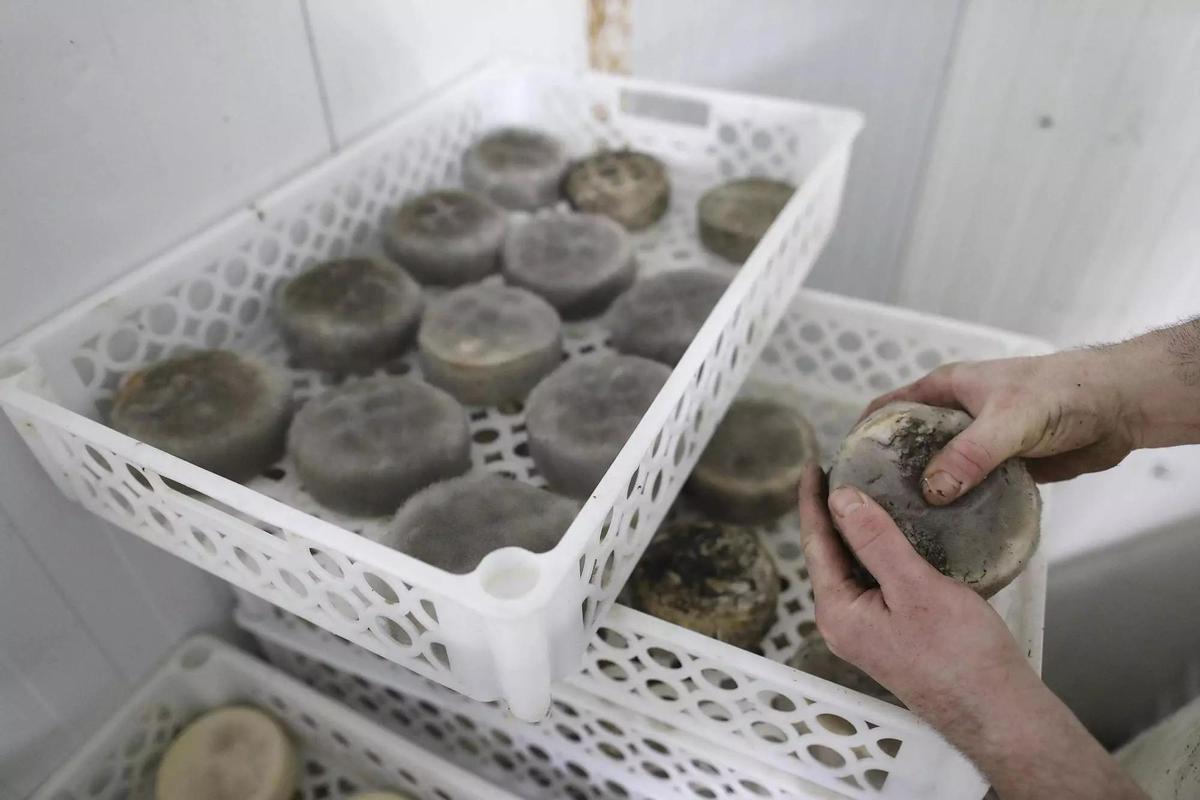 Detalle del queso Rocanegra, homenaje a uno de los volcanes de la Garrotxa.