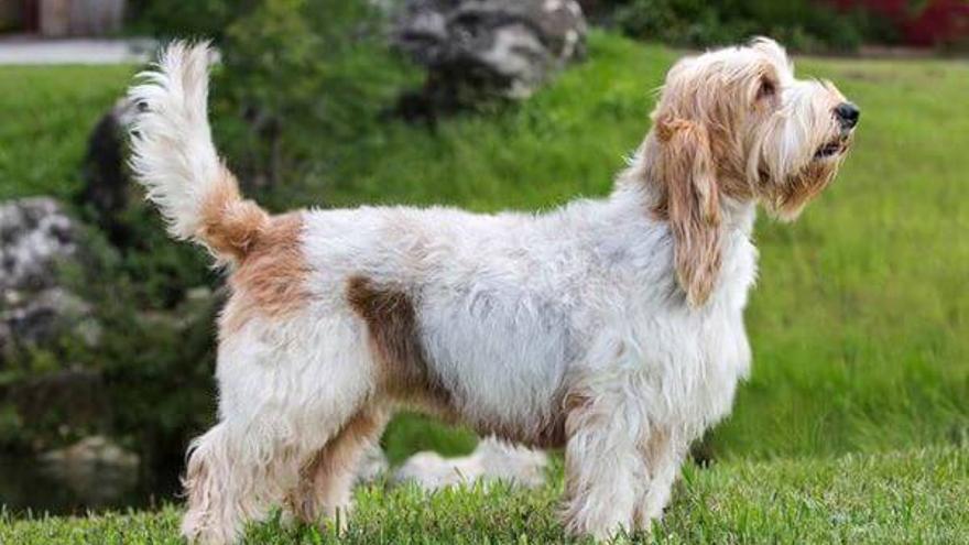 Gran basset grifon vendeano, tipo de raza.