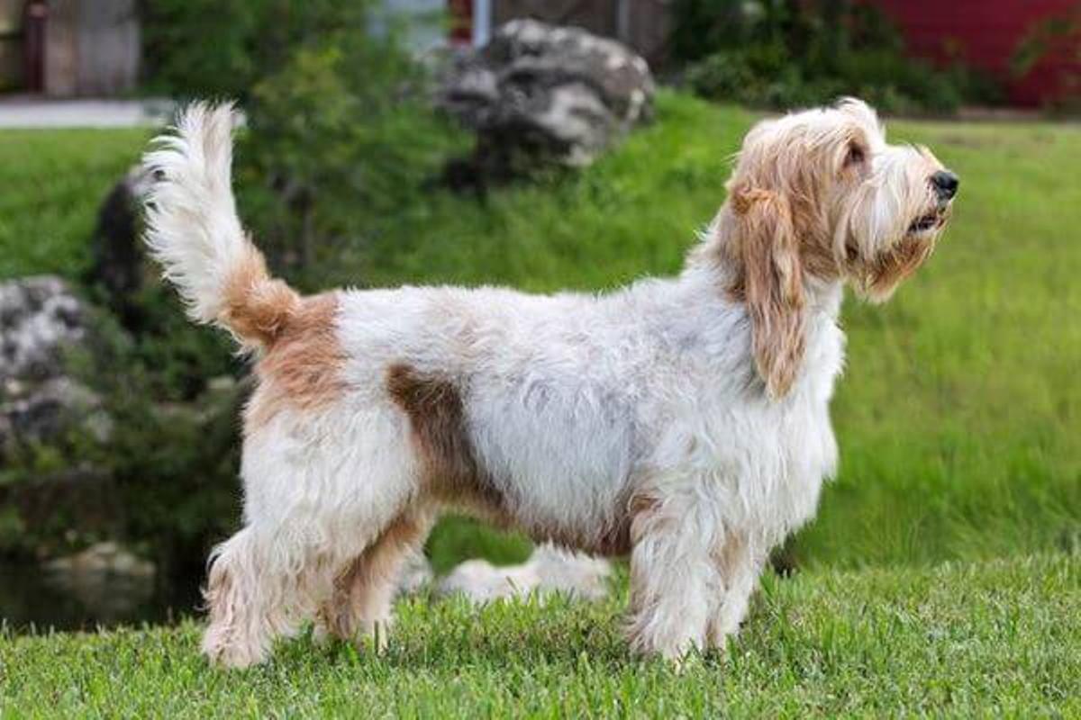 Gran basset grifon vendeano, tipo de raza.