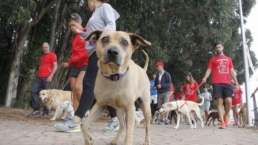 Un momento de la &quot;andaina&quot; solidaria canina por la zona de Massó. // Santos A.