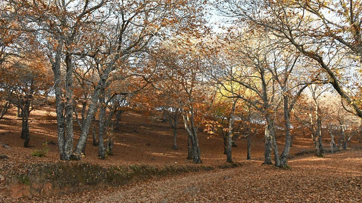 Bosque de Cobre, en el Valle del Genal.