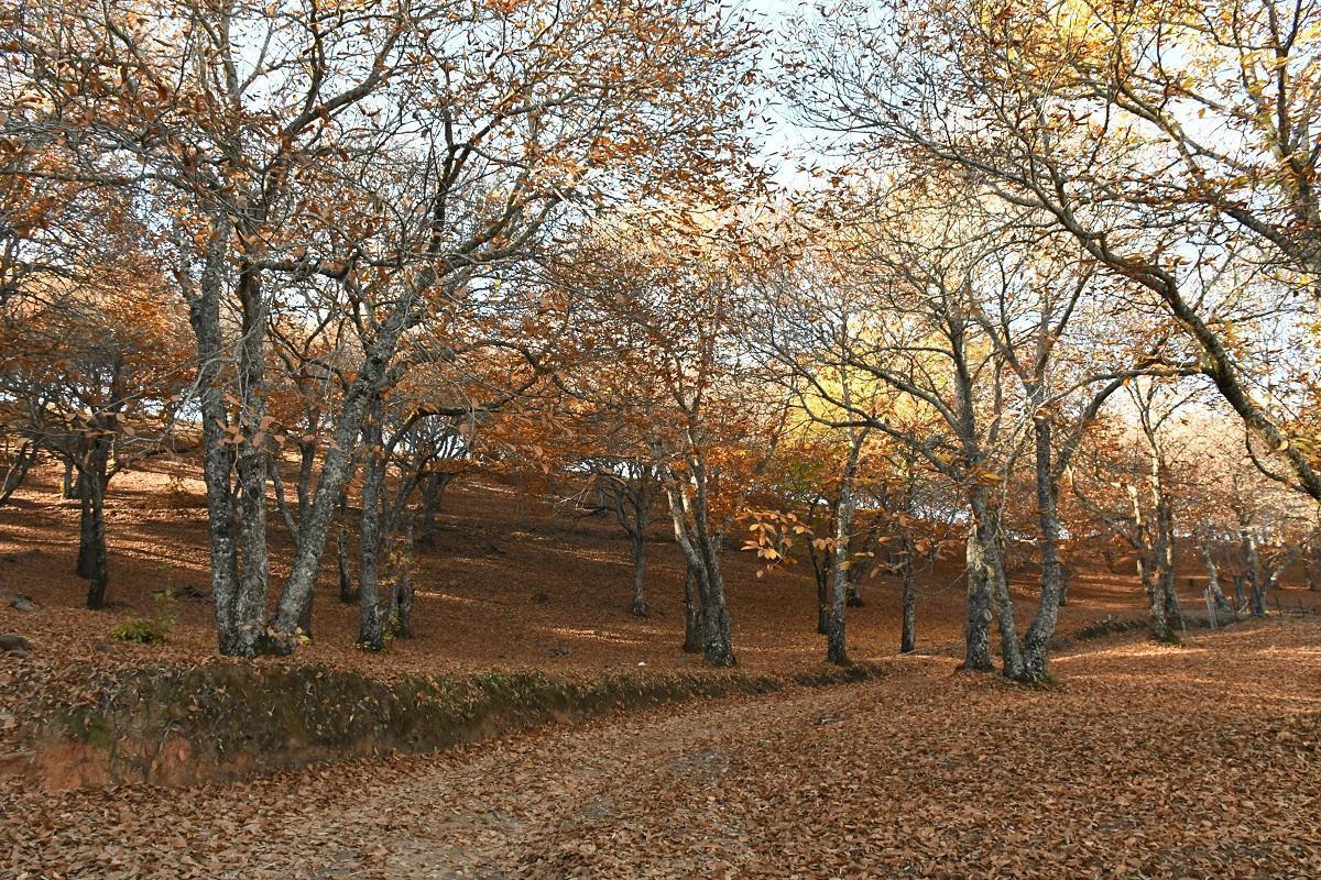 Bosque de Cobre, en el Valle del Genal.