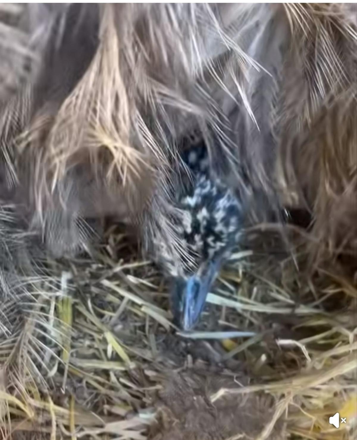 El pollito, asomando entre las plumas de su padre.