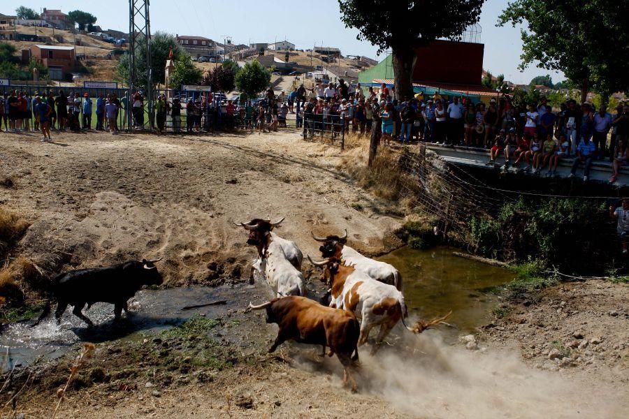 Fiestas en Zamora: Encierro en Venialbo