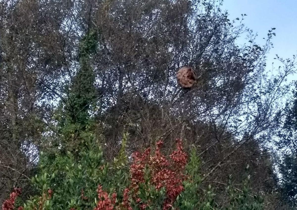 Un nido de avispa velutina junto al río Saíñas.