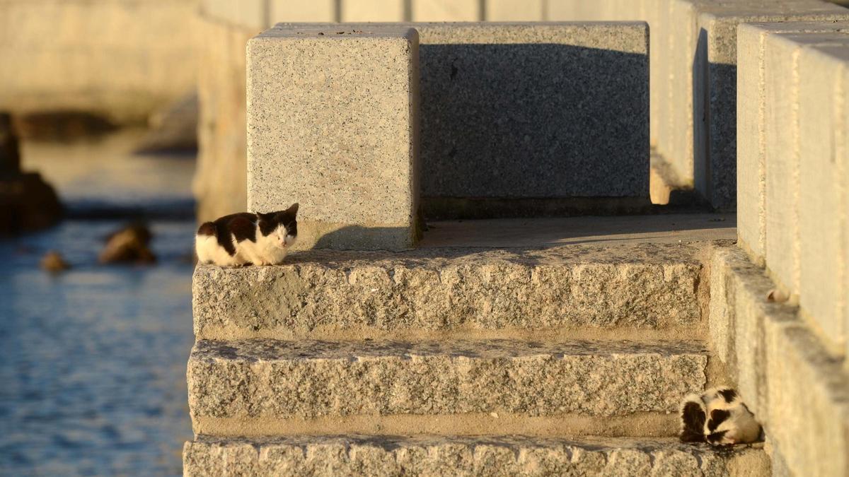 Gatos callejeros en la zona de O Regueiro en A Illa.