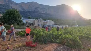 "Mostra de Vins Singulars i de Poble": Jesús Pobre se convierte en el gran foro de las mujeres vitivinicultoras