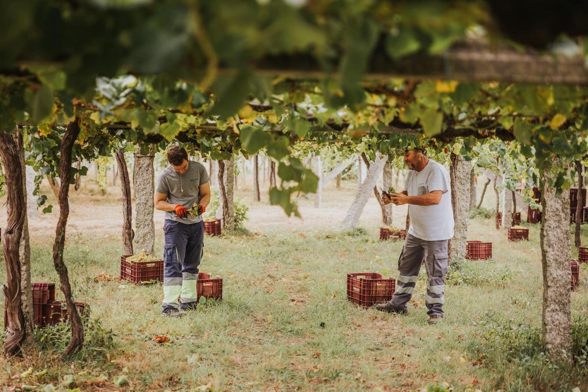 Vendimia en las bodegas Martín Códax.