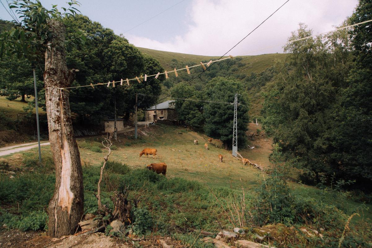 Vista de Quintela y el ganado de Sergio Cela pastando en uno de los prados. 