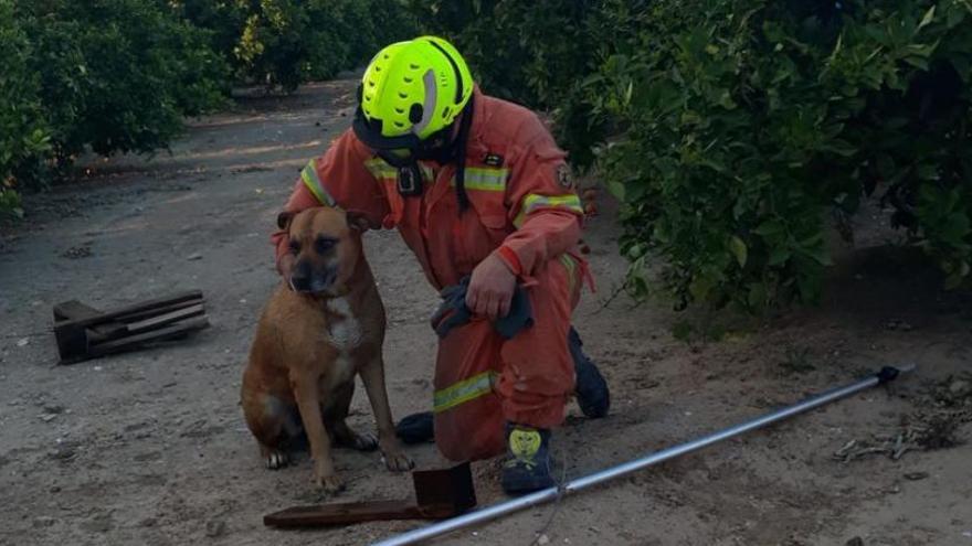 Los bomberos rescatan a un perro de morir ahogado en Guadassuar