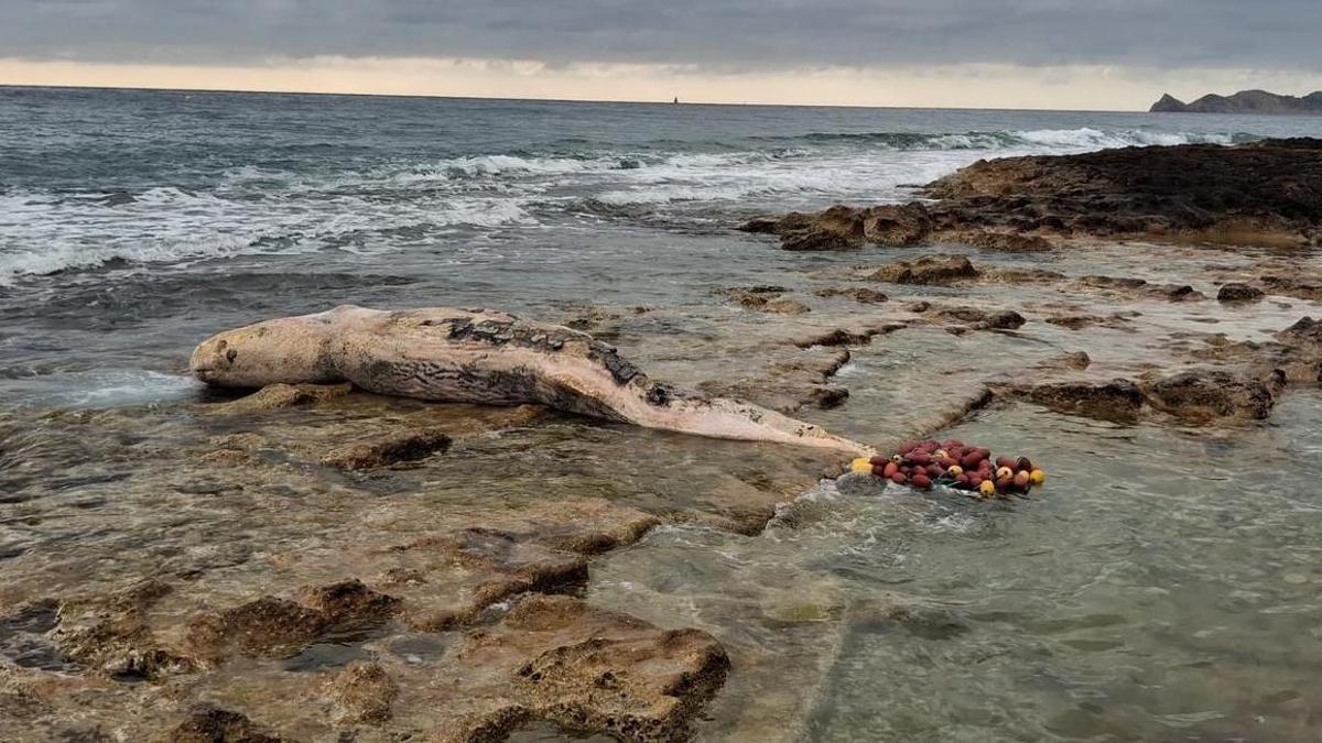 El calderón gris muerto que el mar ha sacado en Xàbia; en su cola, se ve la red de deriva