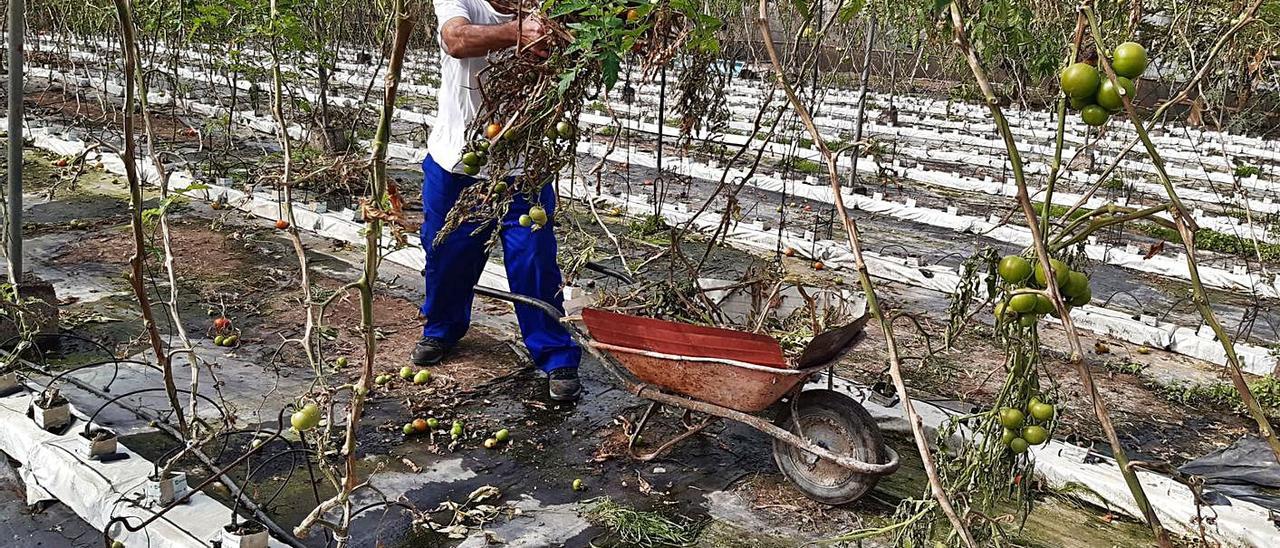 El agricultor Rubén Sosa Medina retirando, ayer, los matos afectados por la enfermedad del mildiu. | | COAGRISAN