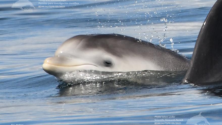 La delfín que perdió su cría en Combarro vuelve a ser madre