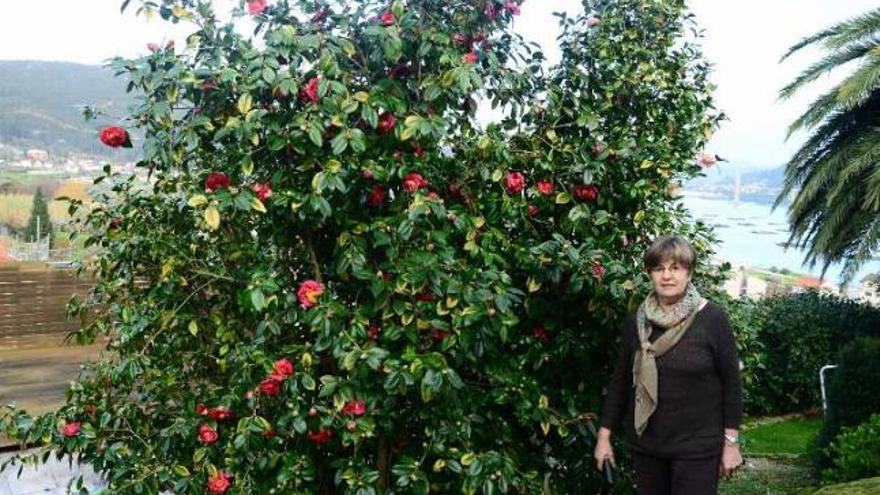 Una alegre terapia con aroma a camelia - Faro de Vigo