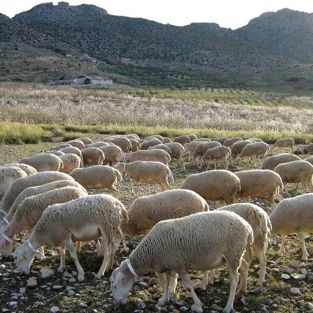 Rebaño de ovejas en la Región de Murcia