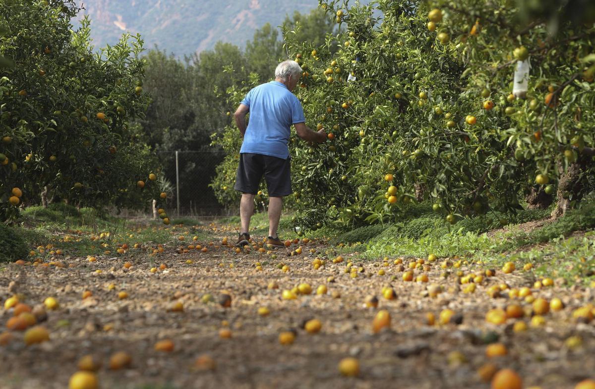 Un agricultor valenciano entre naranjos, en una imagen de archivo.