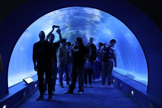 El Oceanogràfic presenta el 'OceanFest', un encuentro donde la protección de la biodiversidad marina llega a las artes