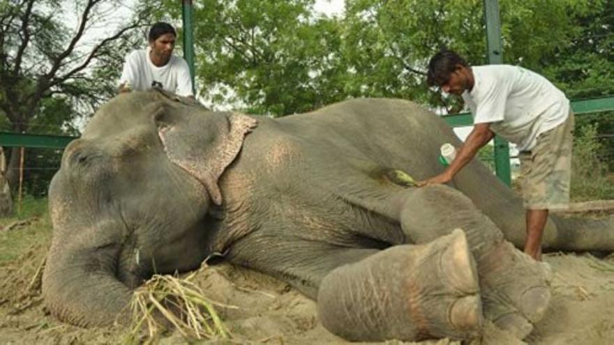 Un elefante llora al ser liberado tras 50 años