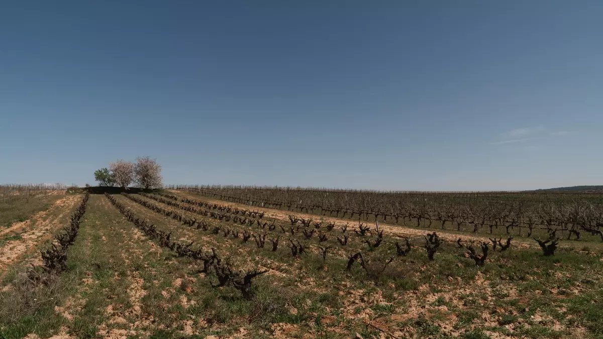 Dos vinos españoles se cuelan en la lista de los mejores vinos del mundo