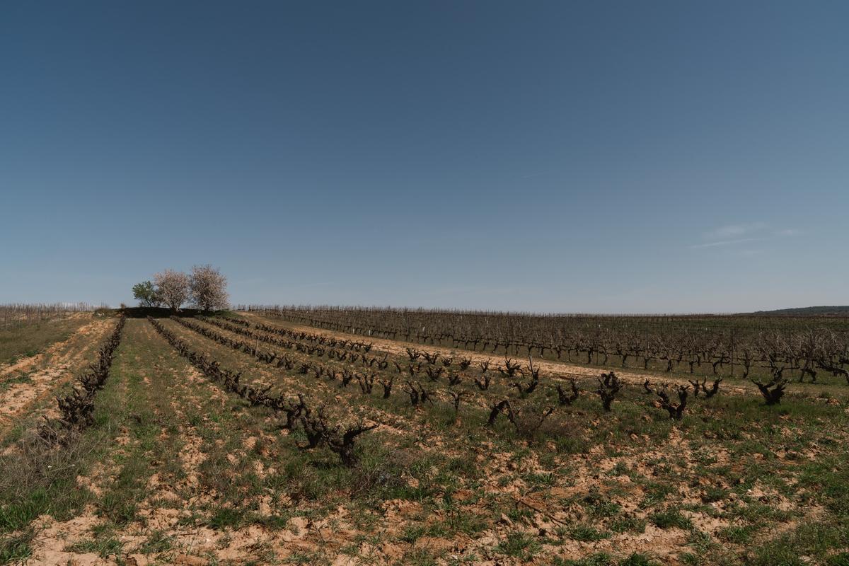 Gumiel es uno de los mayores productores de Ribera del Duero.