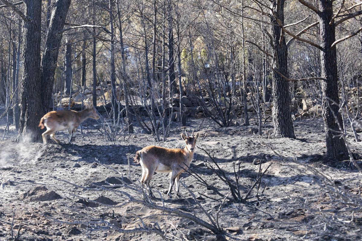 Un grupo de cabras, en una de las parcelas afectadas por el incendio forestal, en marzo de 2023.