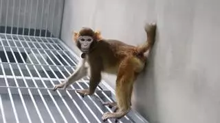 Un mono clonado sobrevivió sano más de 2 años