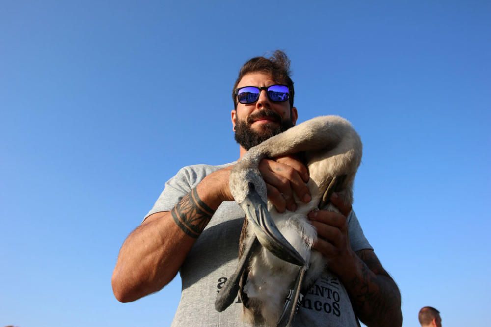 Unos seiscientos pollos de flamenco han sido anillados este sábado por voluntarios procedentes de toda España en la Reserva Natural Laguna de Fuente de Piedra,, actividad con la que la Junta realiza el seguimiento individual de estas aves y estudia diferentes aspectos de la biología de esta especie.