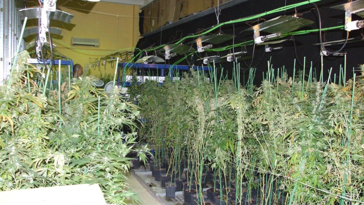 Cultivo de marihuana encontrado en el interior de una nave industrial en Sabadell.