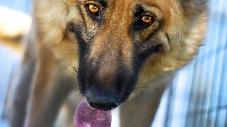 ¿Cuánto dinero vale un perro abandonado?