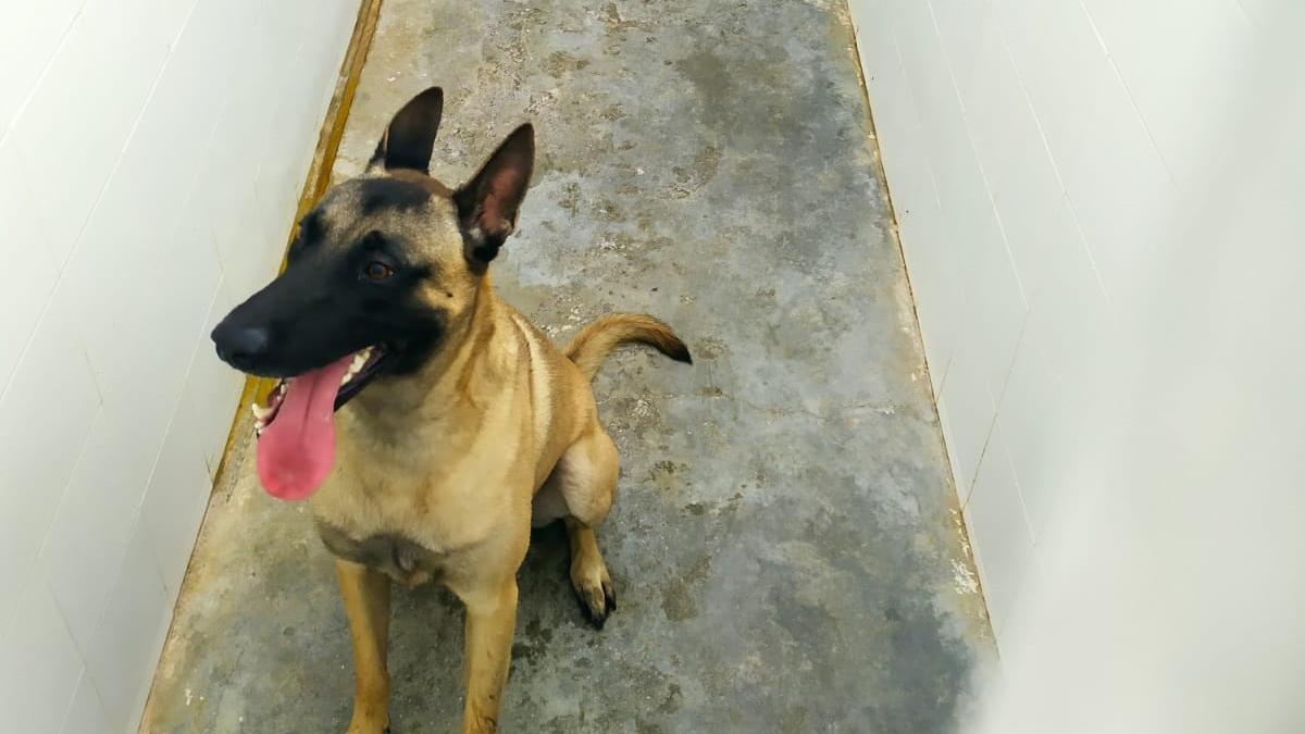La Policía Local de Málaga rescata un perro abandonado en la azotea de un  edificio 'okupado' - La Opinión de Málaga