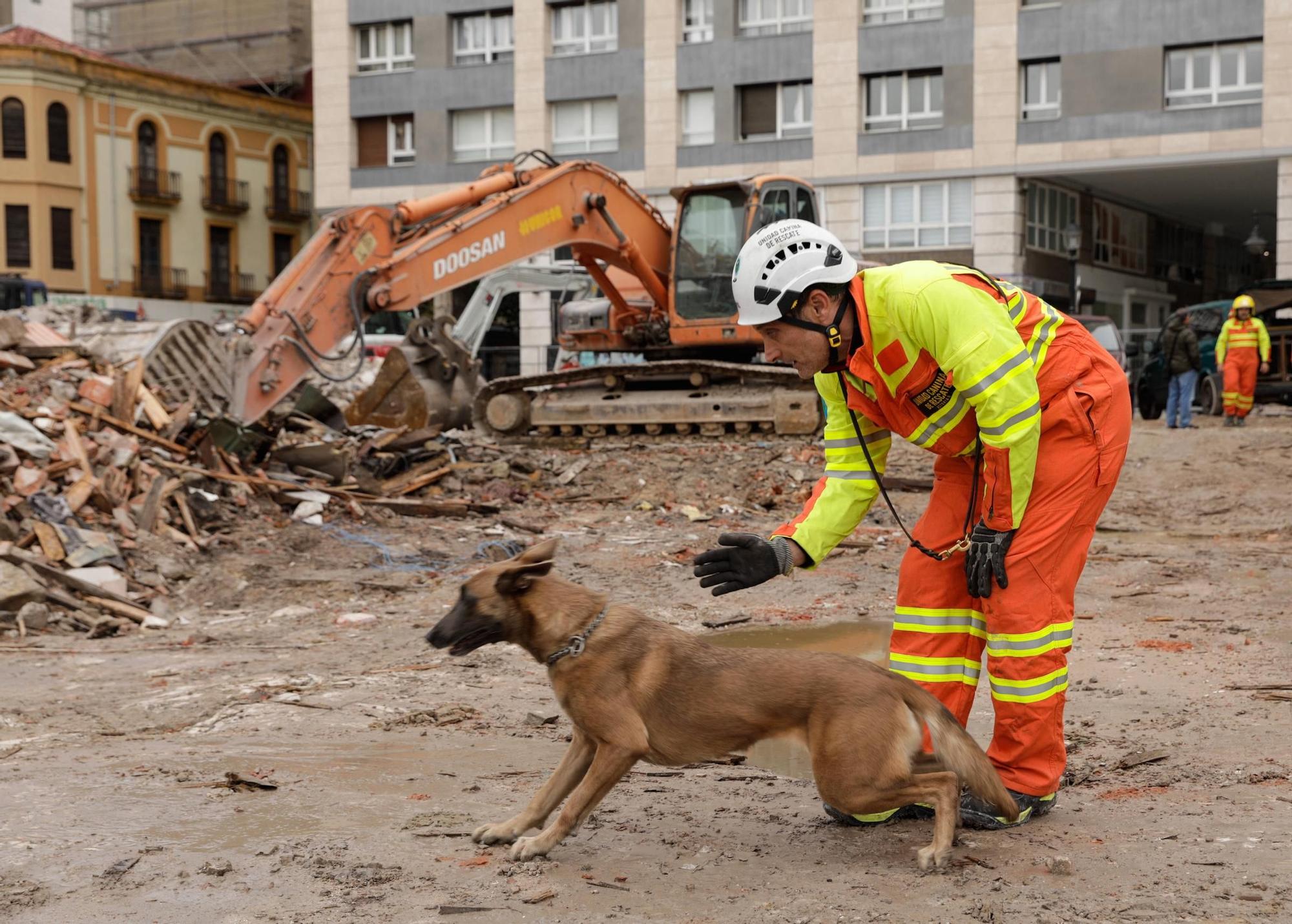 El entrenamiento de la Unidad Canina de Rescate del Principado en Gijón, en imágenes