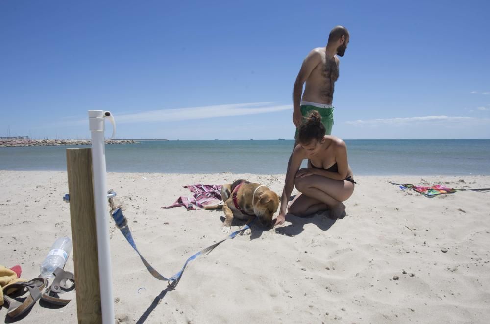 Primer día de la zona para perros en la playa de Pinedo