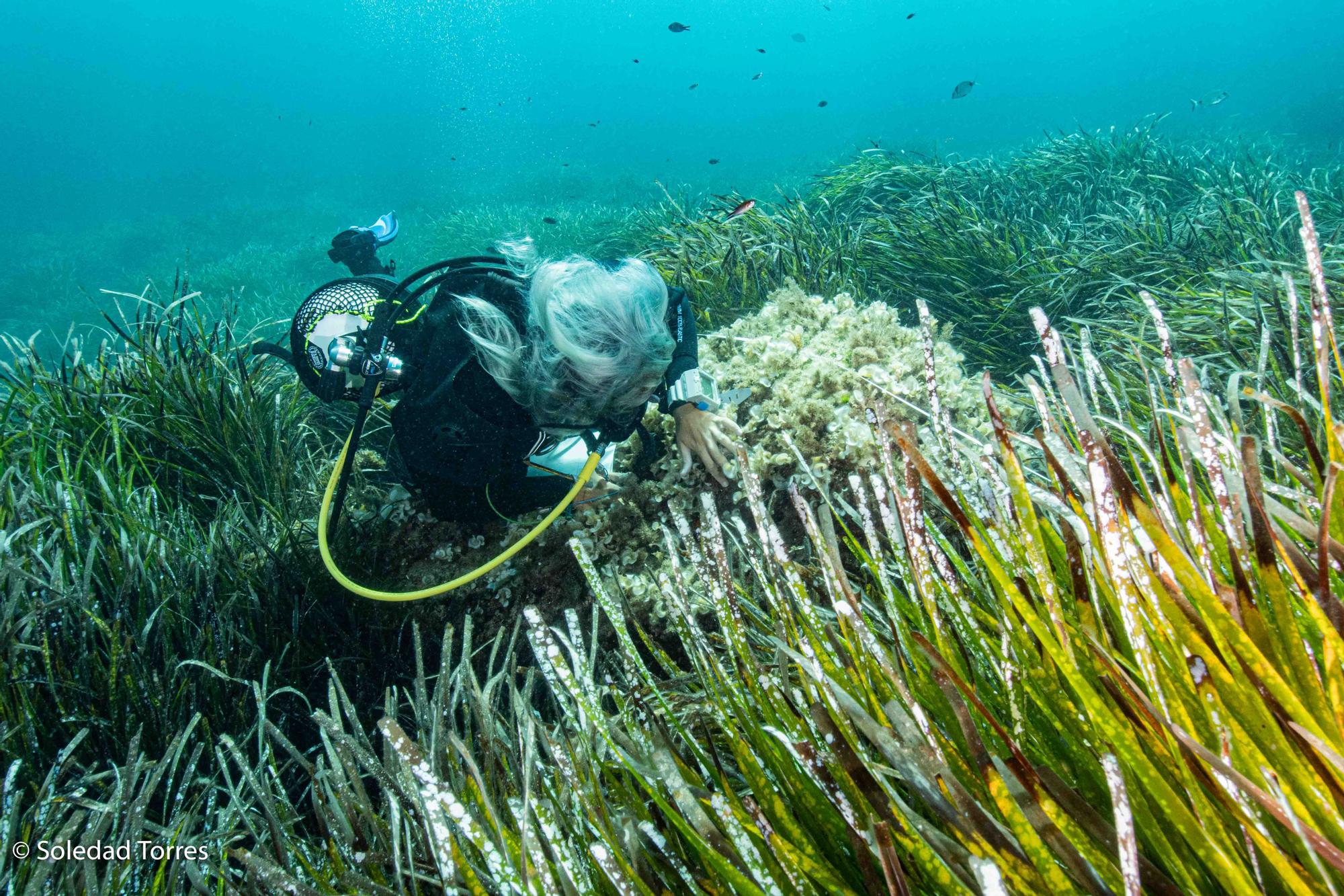 Galería de imágenes de la posidonia de la bahía de Talamanca