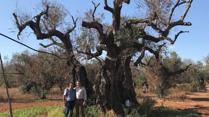 En la &#039;zona 0&#039; de la Xylella fastidiosa