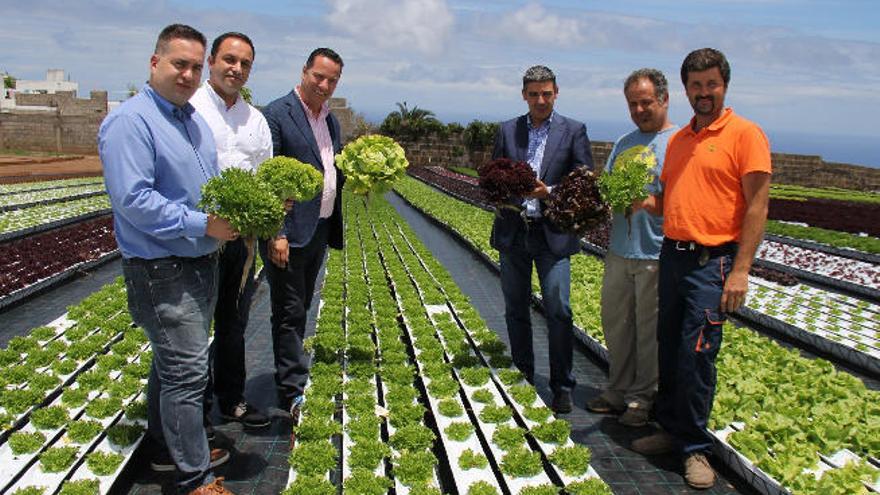 Santiago Santana (izq.), Raúl Afonso, Hipólito Suárez, Narvay Quintero, Antonio y José Luis Hernández, ayer entre lechugas.