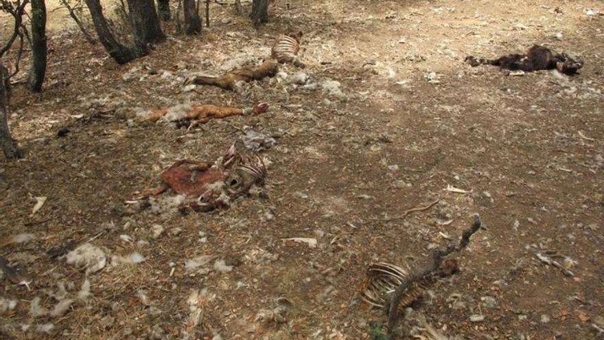 Cadáveres de los animales muertos en Torrubia de Soria.