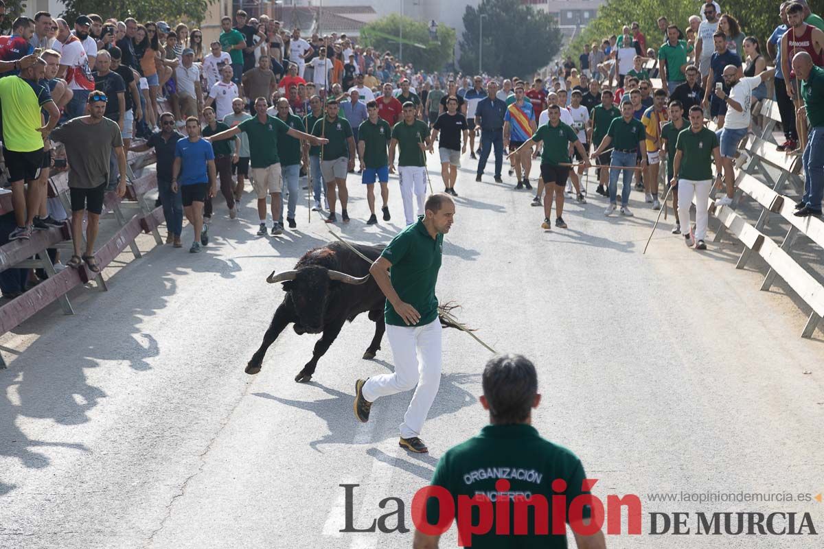 Quinto encierro de la Feria Taurina del Arroz en Calasparra