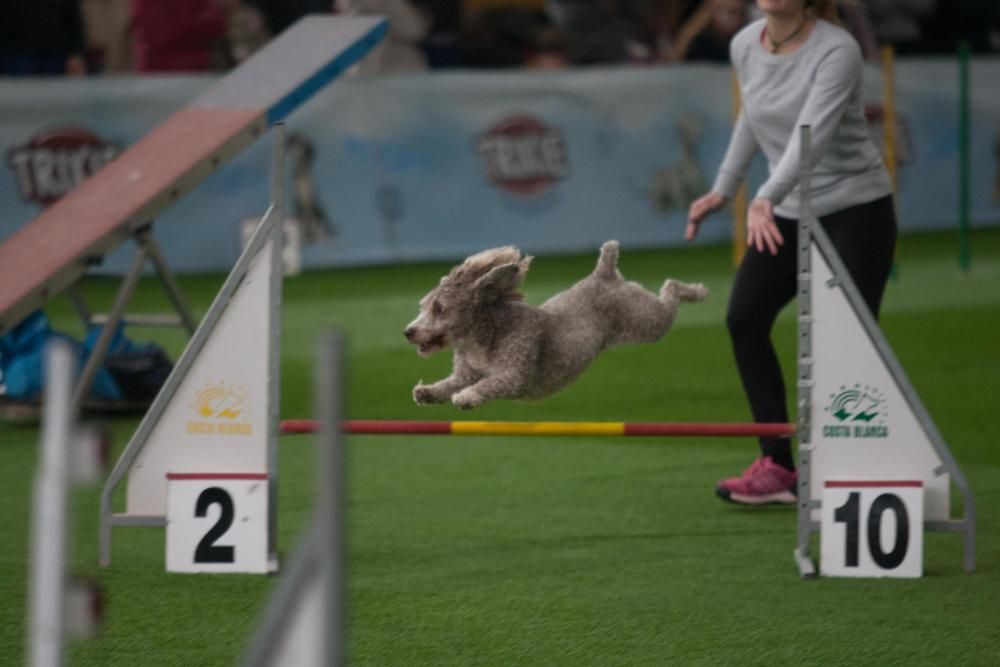 La Mascotada da brillo a Expocachorro