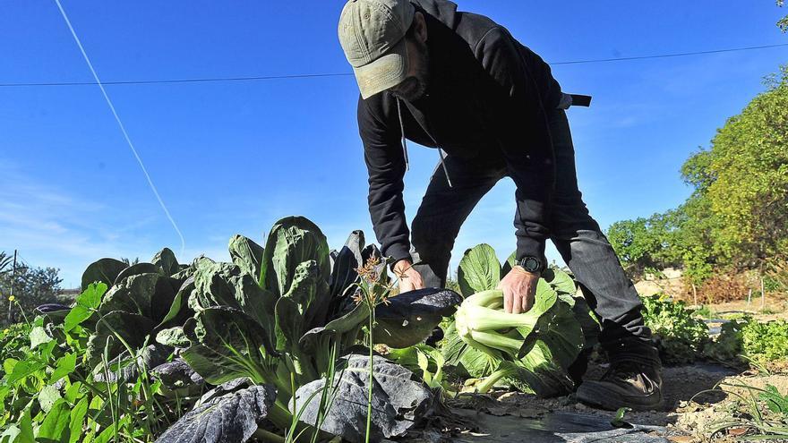 El calor y la sequía en invierno arrasan con más de un 20 % de la cosecha de hortalizas