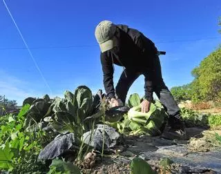 El calor y la sequía en invierno arrasan con más de un 20 % de la cosecha de hortalizas