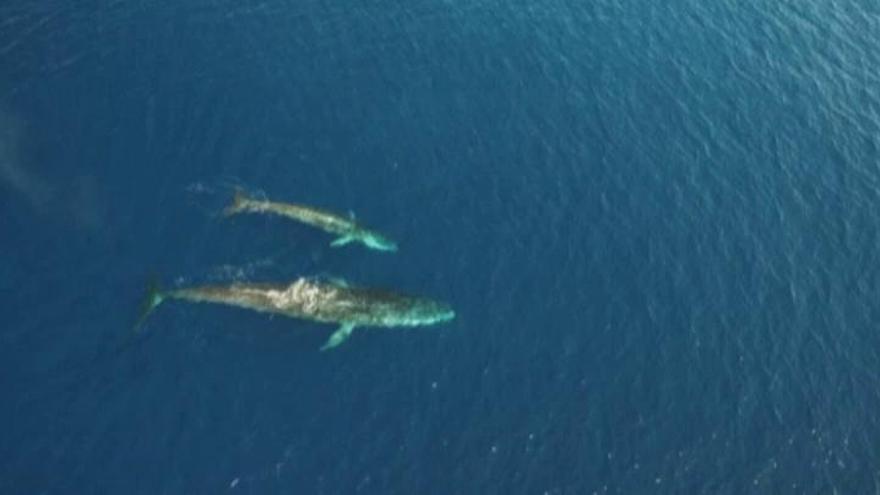 El rorcual común se pasea por el Mediterráneo