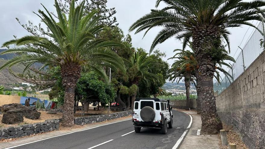 Las palmeras de El Rincón, en peligro por las obras en la carretera