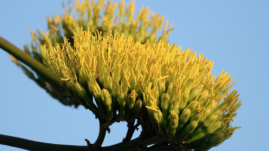 Exposición de fotografia «Una mirada a les plantes emblemàtiques des Cubells»